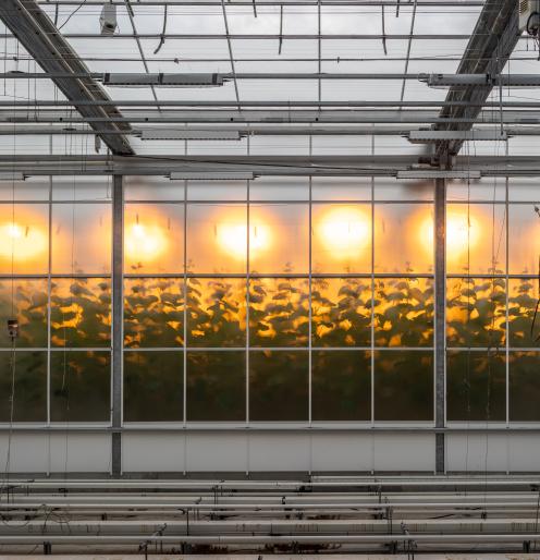 greenhouse